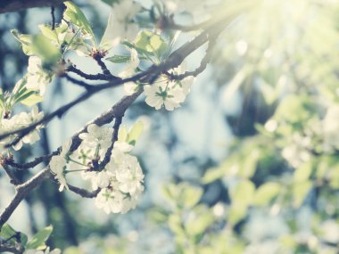 Çiçek açan ağaç ve yaprakların bahar arkaplanı 