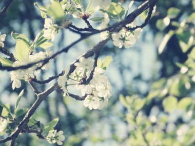 Çiçek açan ağaç ve yaprakların bahar arkaplanı 