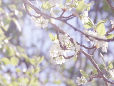 Çiçek açan ağaç ve yaprakların bahar arkaplanı 
