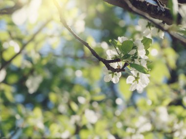Çiçek açan ağaç ve yaprakların bahar arkaplanı 