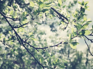 Çiçek açan ağaç ve yaprakların bahar arkaplanı 