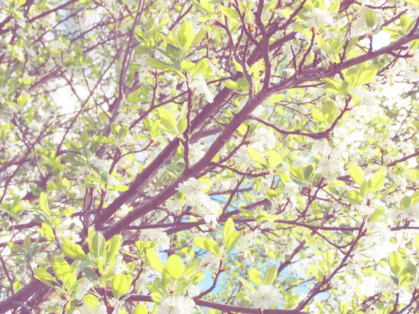 Wiosna tło kwitnące drzewo i liście — Zdjęcie stockowe