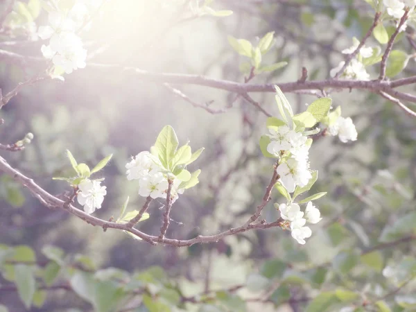 Primavera sfondo di albero fiorito e foglie — Foto Stock