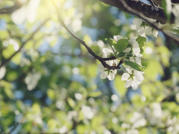Çiçek açan ağaç ve yaprakların bahar arkaplanı 