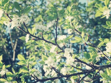 Çiçek açan ağaç ve yaprakların bahar arkaplanı 