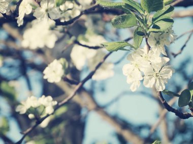 Çiçek açan ağaç ve yaprakların bahar arkaplanı 