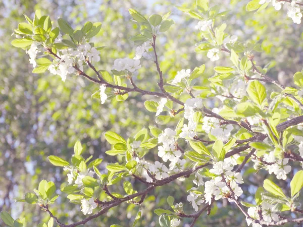 Arrière-plan printanier de l'arbre à fleurs et des feuilles — Photo