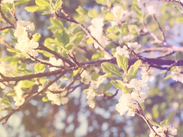 Fundo de primavera de árvore de floração e folhas — Fotografia de Stock