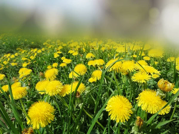 Spring background dandelion flowers grass — Stock Photo, Image