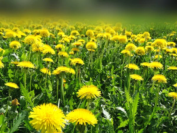 Spring background dandelion flowers grass — Stock Photo, Image