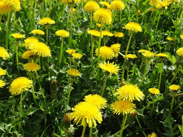 Spring background dandelion flowers grass — Stock Photo, Image