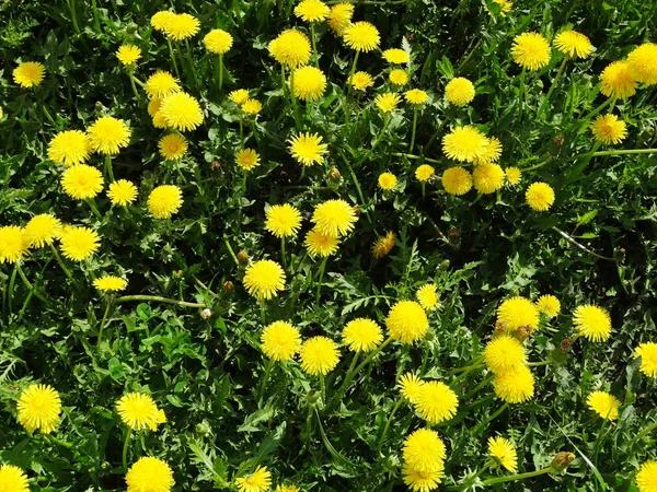 Spring background dandelion flowers grass — Stock Photo, Image