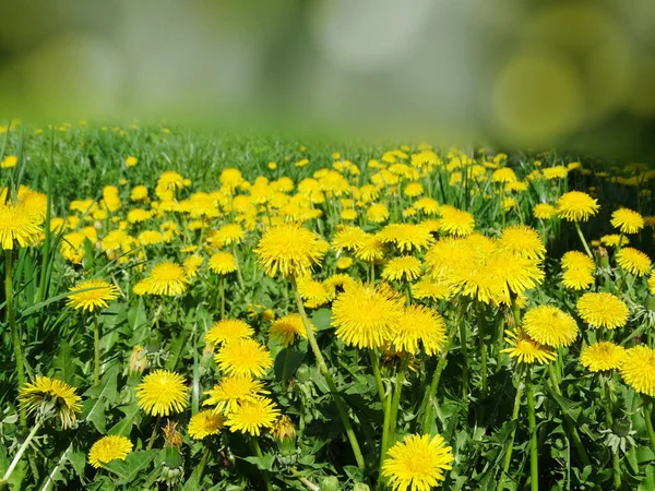 Spring background dandelion flowers grass — Stock Photo, Image