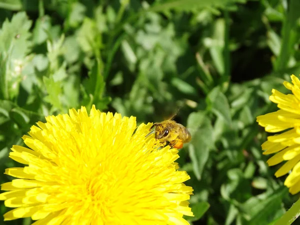 Primavera fundo abelha no dente-de-leão flores grama — Fotografia de Stock