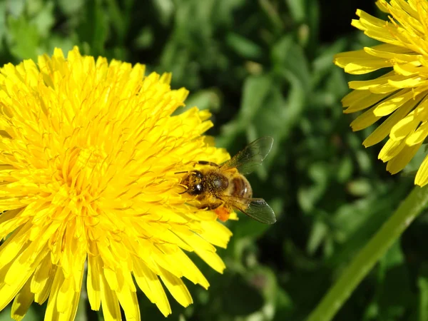 Primavera fundo abelha no dente-de-leão flores grama — Fotografia de Stock