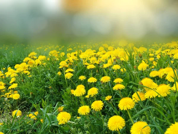 Fondo primavera diente de león flores hierba — Foto de Stock