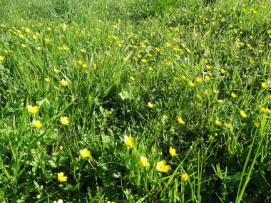 bahar arkaplan çiçekleri çimen