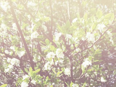 Çiçek açan ağaç ve yaprakların bahar arkaplanı 