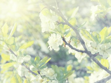 Çiçek açan ağaç ve yaprakların bahar arkaplanı 