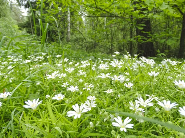 Printemps fond blanc fleurs herbe — Photo