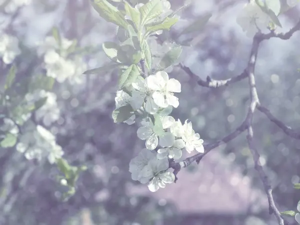 Fundo de primavera de árvore de floração e folhas — Fotografia de Stock