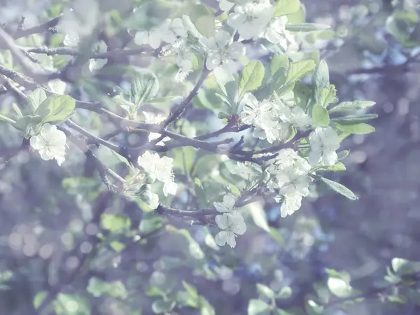 Primavera sfondo di albero fiorito e foglie — Foto Stock