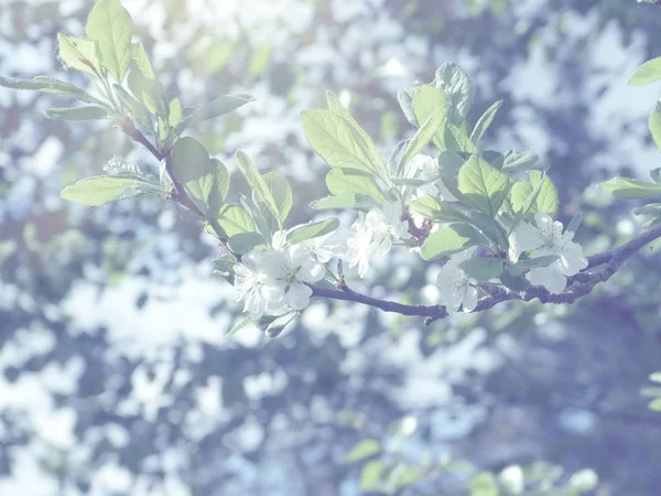 Primavera sfondo di albero fiorito e foglie — Foto Stock