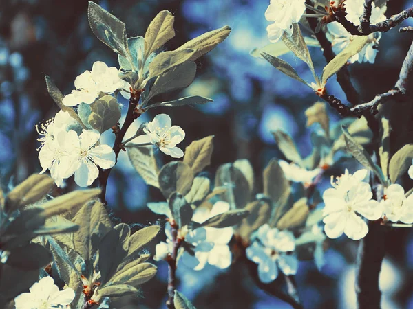 Primavera sfondo di albero fiorito e foglie — Foto Stock