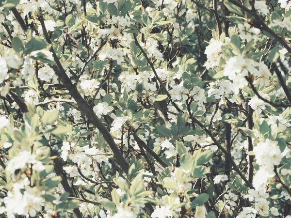 Wiosna tło kwitnące drzewo i liście — Zdjęcie stockowe