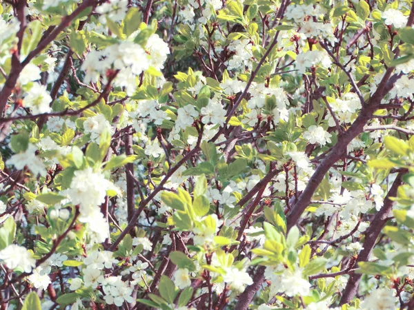 Arrière-plan printanier de l'arbre à fleurs et des feuilles — Photo