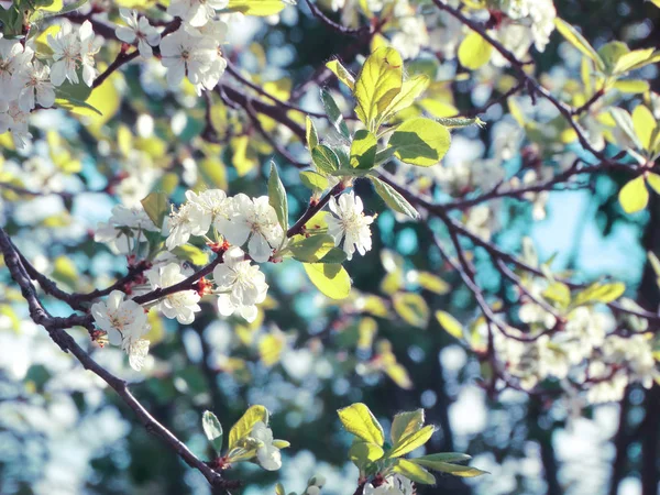 Arrière-plan printanier de l'arbre à fleurs et des feuilles — Photo