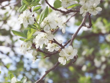 Çiçek açan ağaç ve yaprakların bahar arkaplanı 