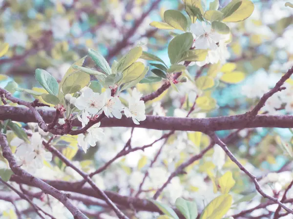 Tavaszi háttér virágzó fa és levelek — Stock Fotó