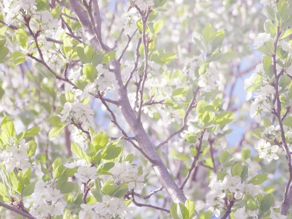 Fundo de primavera de árvore de floração e folhas — Fotografia de Stock