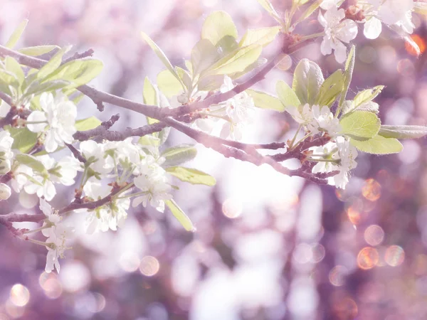 Lente achtergrond van bloeiende boom en bladeren — Stockfoto