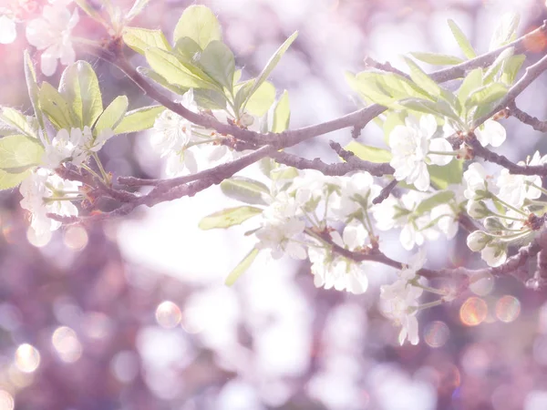 Fundo de primavera de árvore de floração e folhas — Fotografia de Stock