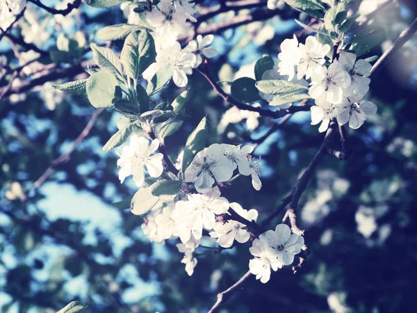 Fundo de primavera de árvore de floração e folhas — Fotografia de Stock