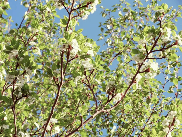 Arrière-plan printanier de l'arbre à fleurs et des feuilles — Photo