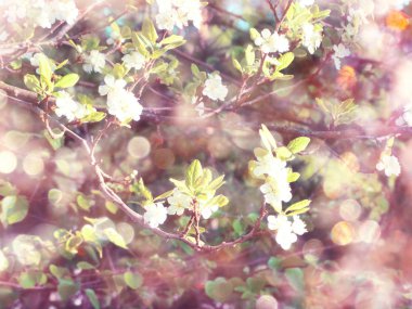 Çiçek açan ağaç ve yaprakların bahar arkaplanı 