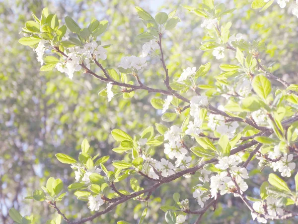 Arrière-plan printanier de l'arbre à fleurs et des feuilles — Photo