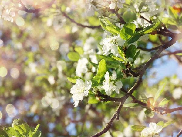 Arrière-plan printanier de l'arbre à fleurs et des feuilles — Photo