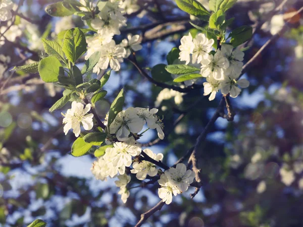 Arrière-plan printanier de l'arbre à fleurs et des feuilles — Photo