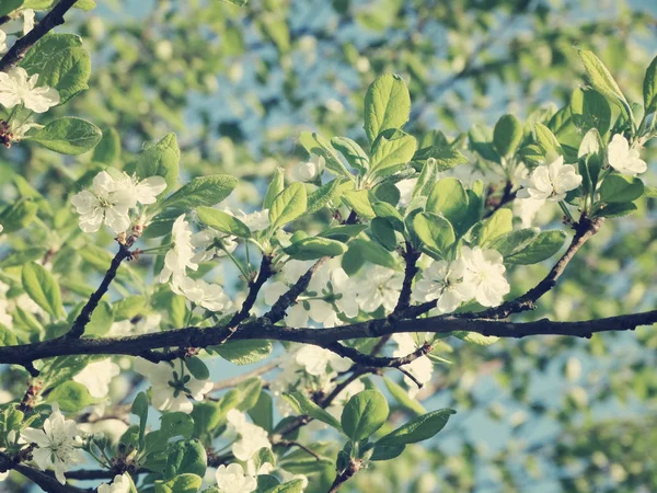 Arrière-plan printanier de l'arbre à fleurs et des feuilles — Photo