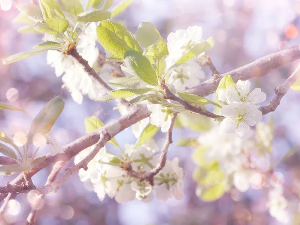 Çiçek açan ağaç ve yaprakların bahar arkaplanı — Stok fotoğraf