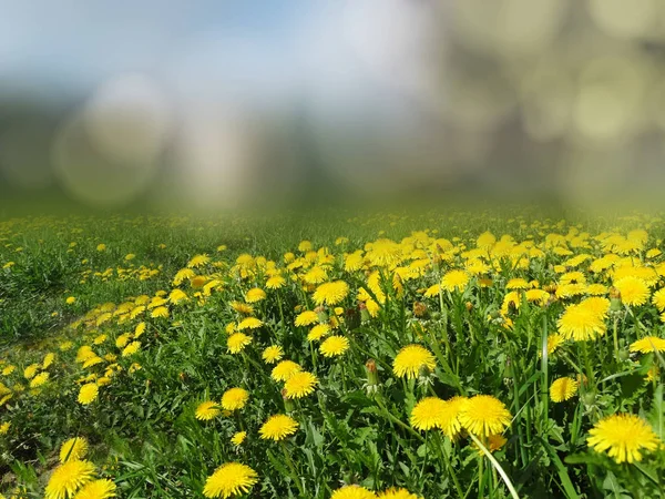 Spring background dandelion flowers grass — Stock Photo, Image