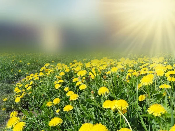 Spring background dandelion flowers grass — Stock Photo, Image