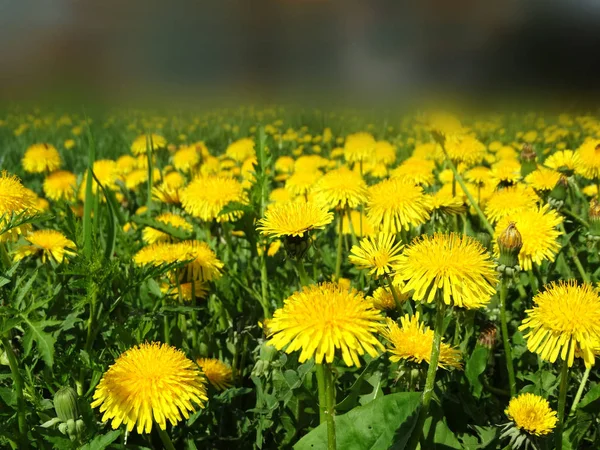 Spring background dandelion flowers grass — Stock Photo, Image