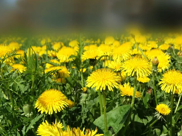 Spring background dandelion flowers grass — Stock Photo, Image