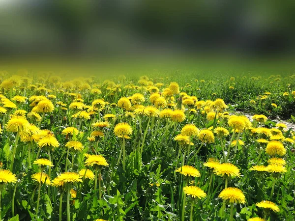 Spring background dandelion flowers grass — Stock Photo, Image