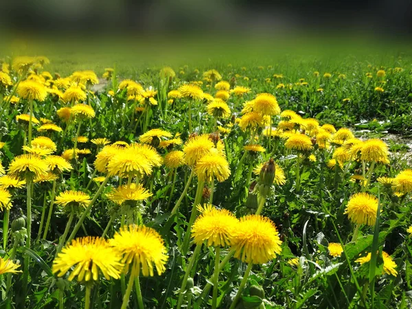 Spring background dandelion flowers grass — Stock Photo, Image